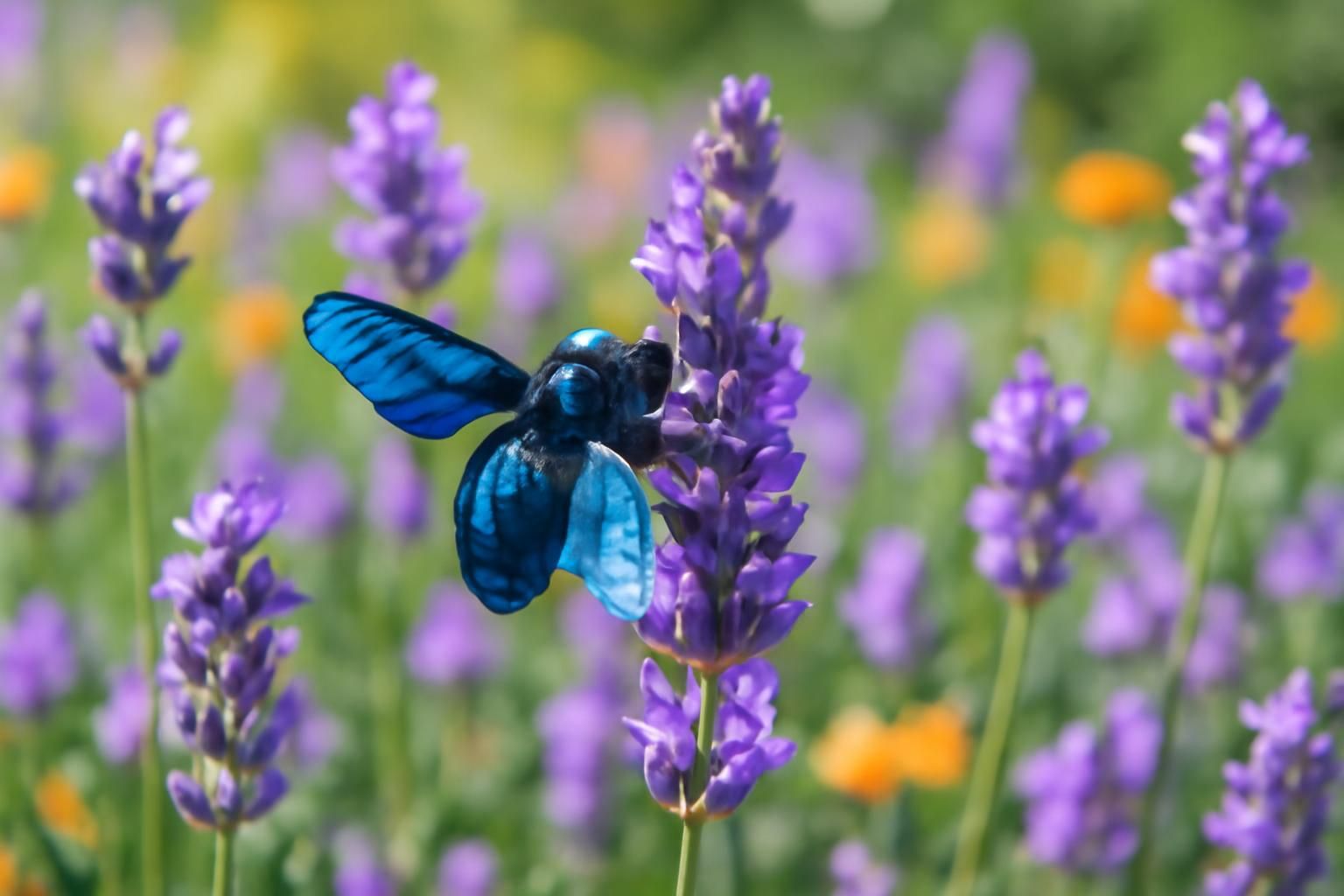 découvrez l'abeille bleue, un trésor écologique essentiel menacé, et apprenez comment protéger cette pollinisatrice unique au cœur de nos jardins pour préserver la biodiversité.