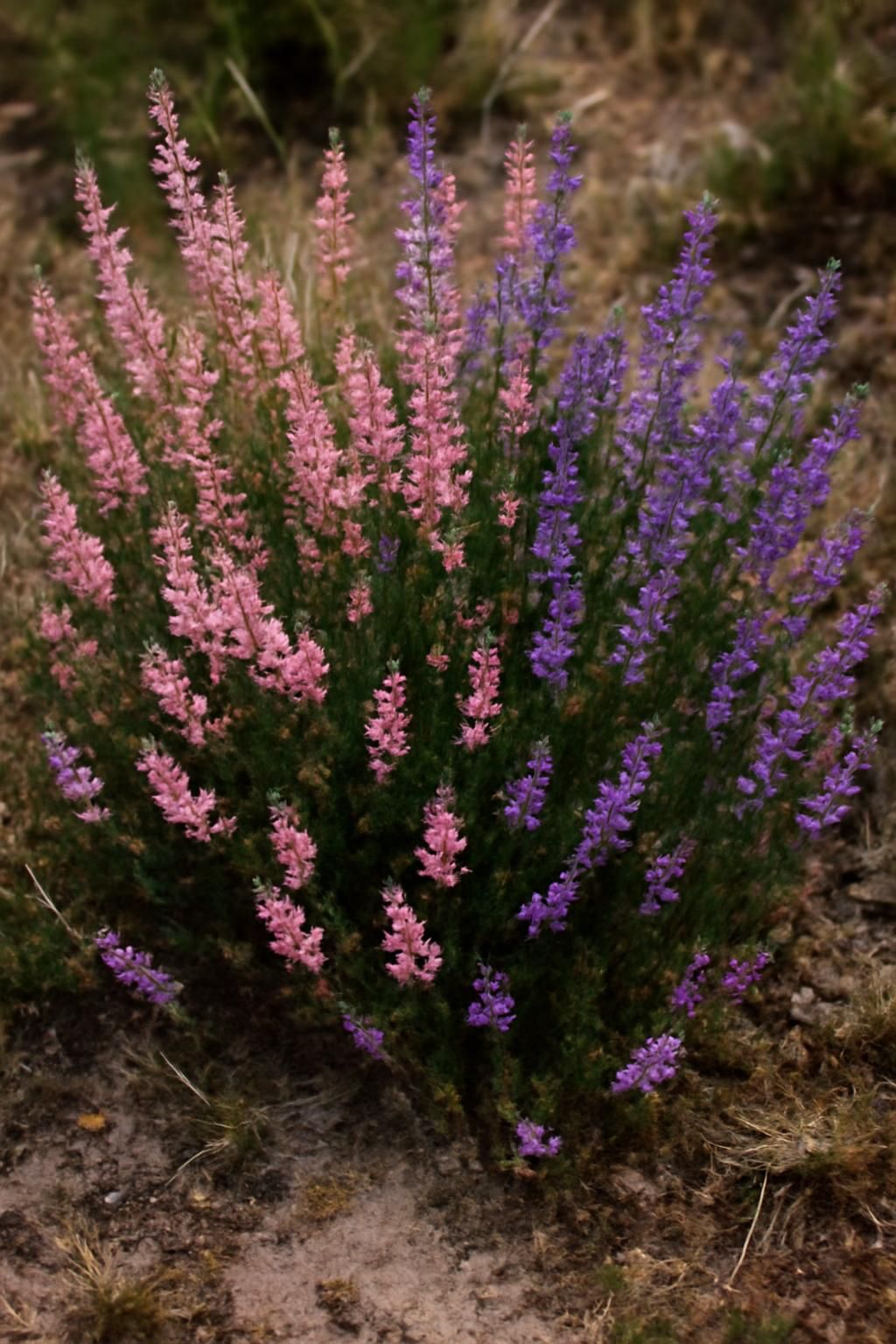 découvrez comment la calluna vulgaris, plante sauvage emblématique, améliore votre bien-être en pleine nature grâce à ses vertus apaisantes et revitalisantes.