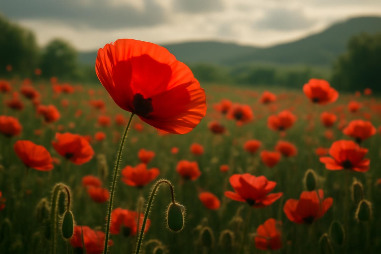 découvrez la signification secrète du coquelicot, cette fleur sauvage emblématique, et explorez ses symboliques cachées et son rôle dans la nature et la culture.