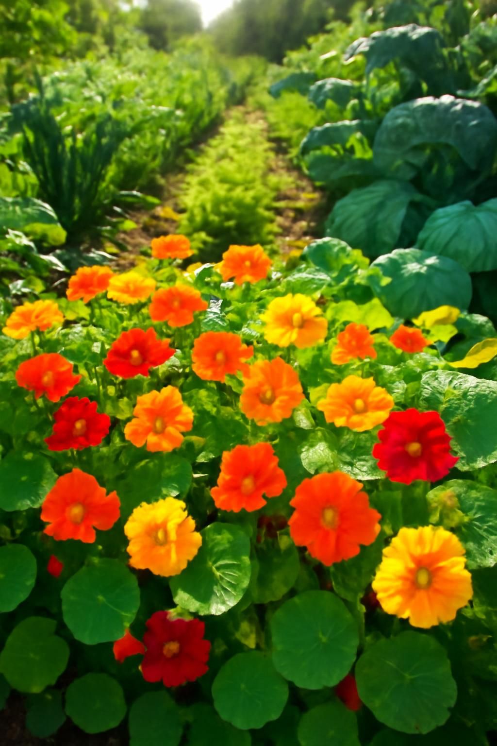 découvrez comment les capucines peuvent embellir votre jardin tout en favorisant un environnement écologique et en soutenant les activités sportives en plein air.